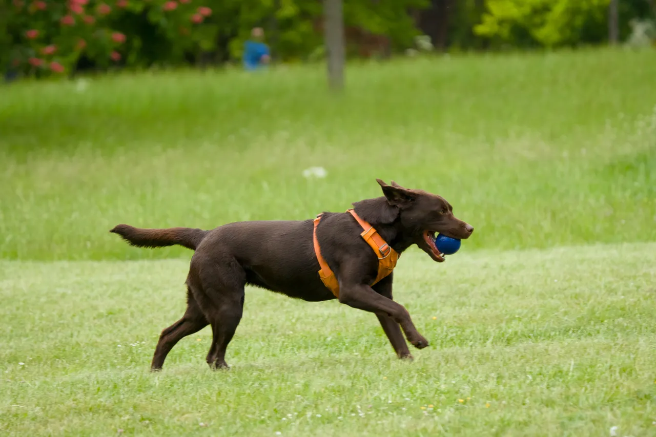 A happy, well-cared-for chocolate Labrador outdoors