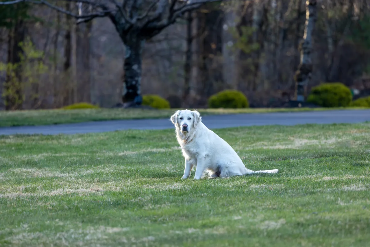 A happy dog sitting proudly in a clean, freshly scooped green backyard
