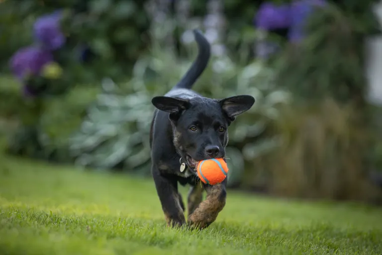 A happy dog running across a clean, freshly scooped green backyard